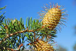 Image of Bristlecone Fir