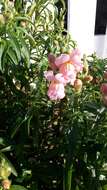 Image of garden snapdragon