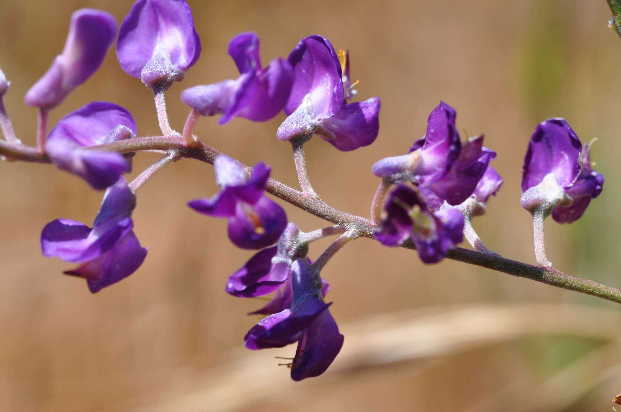 Imagem de Lupinus arbustus Lindl.