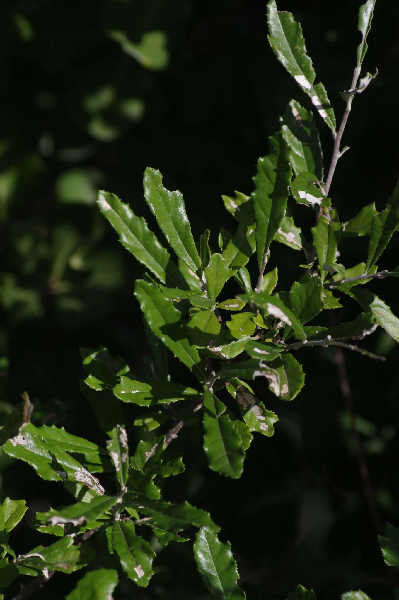 Image of Brachylaena ilicifolia (Lam.) Phill. & Schweick.