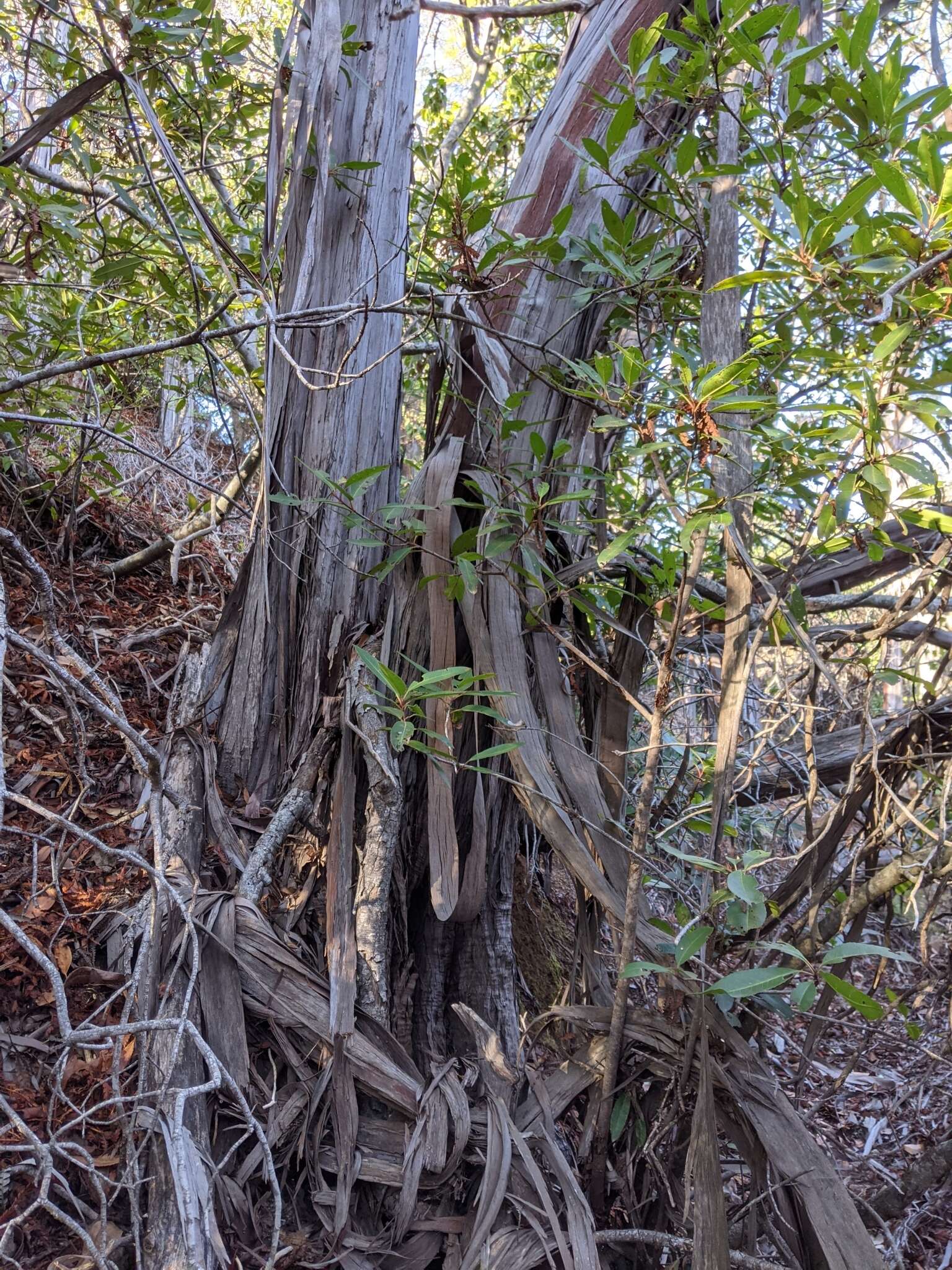 Image of fern-leaf Catalina ironwood