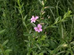 Image of winged lythrum