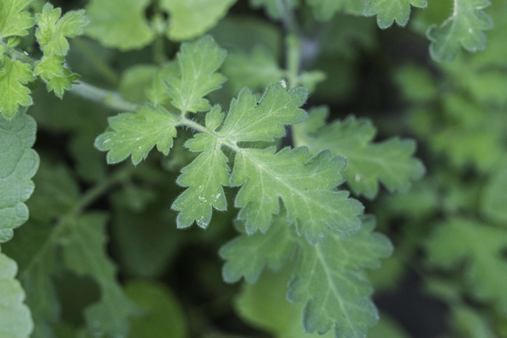 Image of rock phacelia