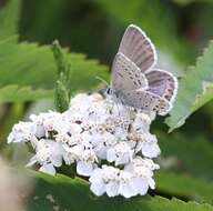 Image of <i>Plebejus idas empetri</i> T. Freeman 1938