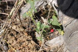 Image of Cucumis althaeoides (Ser.) P. Sebastian & I. Telford