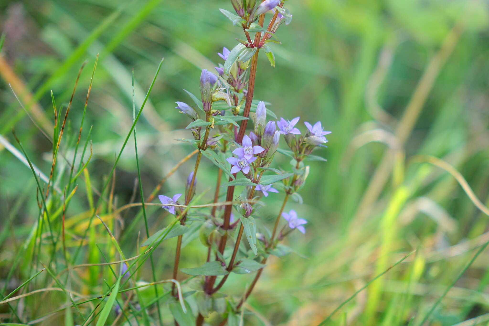 Image of Gentianella amarella subsp. amarella