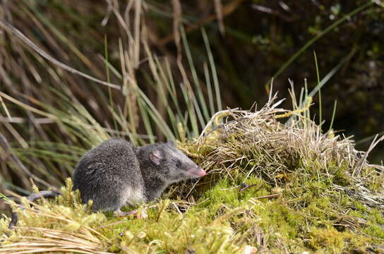 Imagem de Caenolestes sangay Ojala-Barbour et al. 2013