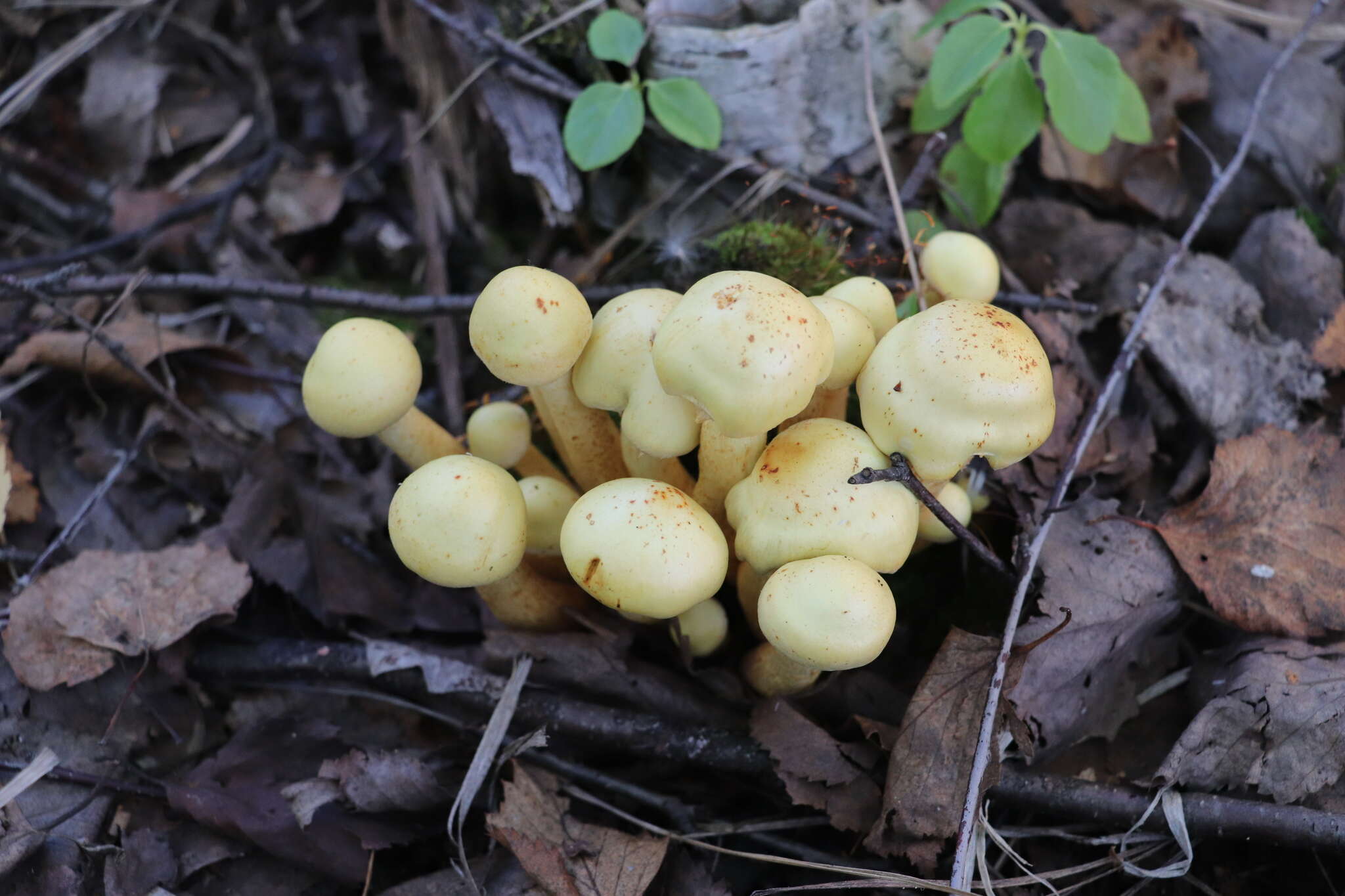 Image of Pholiota alnicola (Fr.) Singer 1951