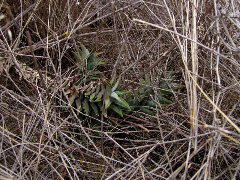 Image of Astroloba rubriflora (L. Bolus) Gideon F. Sm. & J. C. Manning