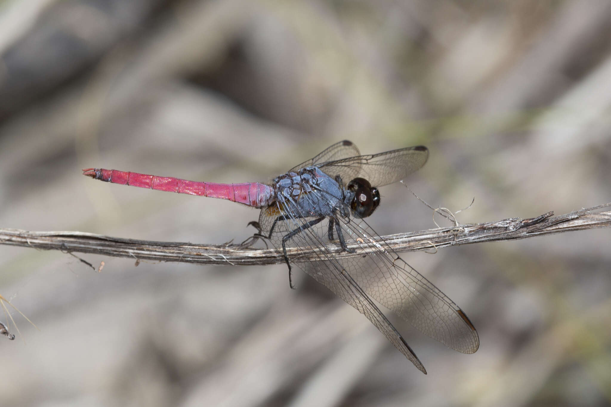 Image of Rosy Skimmer