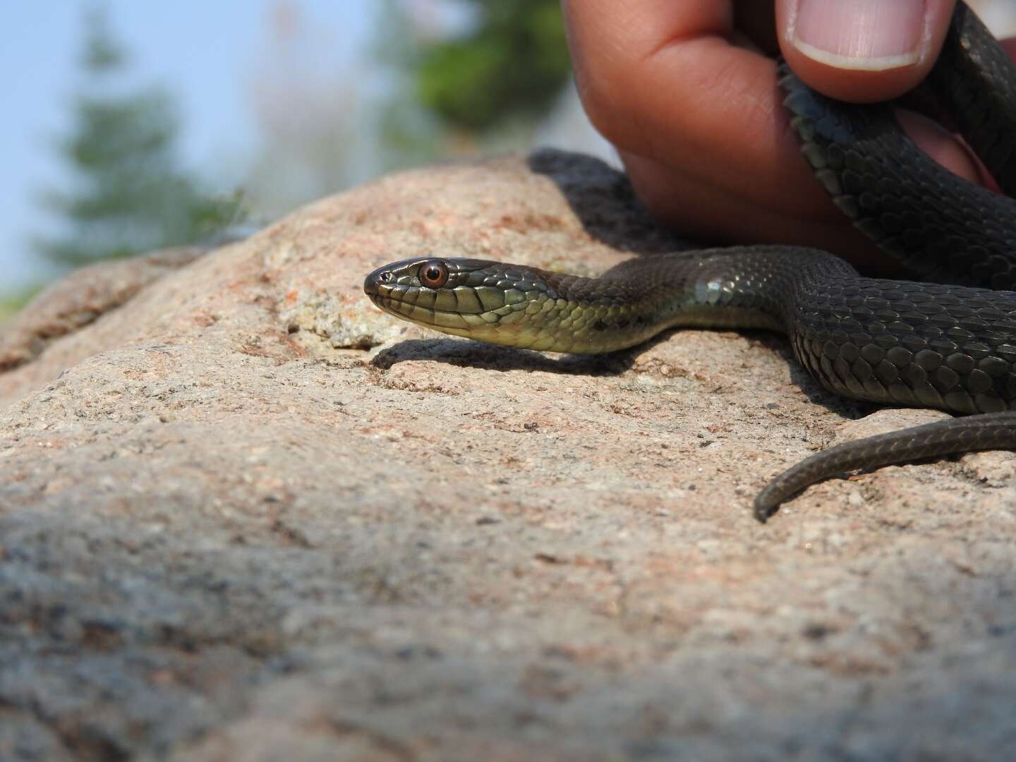 Plancia ëd Thamnophis melanogaster (Peters 1864)