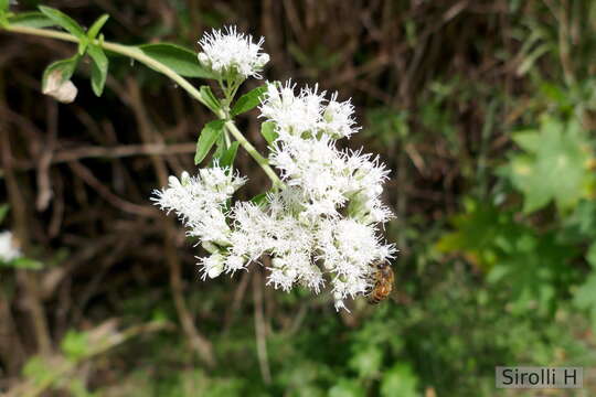 Image of Austroeupatorium inulifolium (Kunth) R. King & H. Rob.