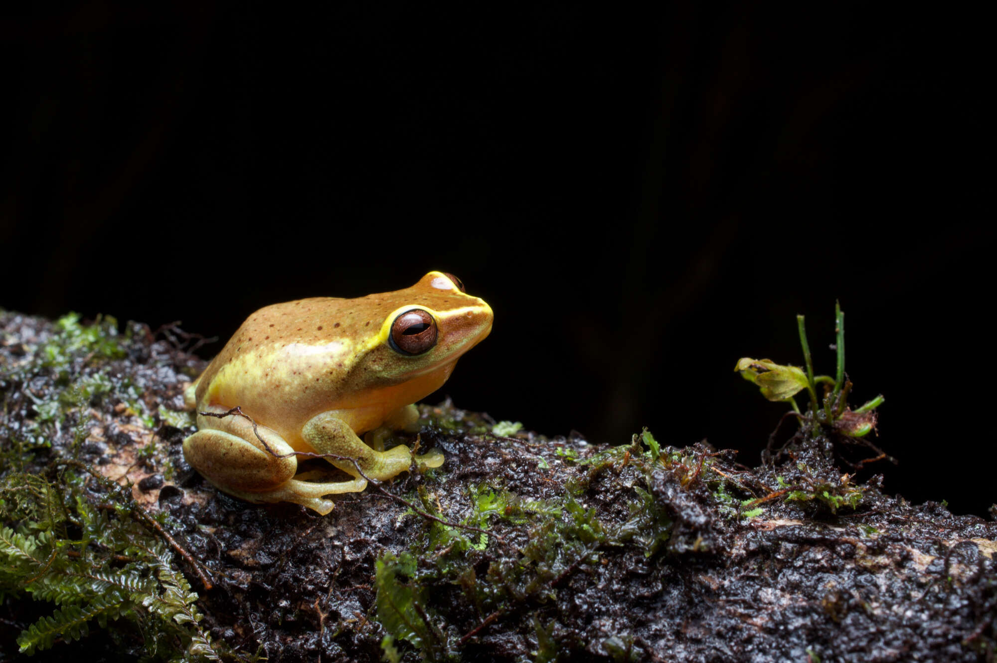 Imagem de Pseudophilautus hoffmanni (Meegaskumbura & Manamendra-Arachchi 2005)