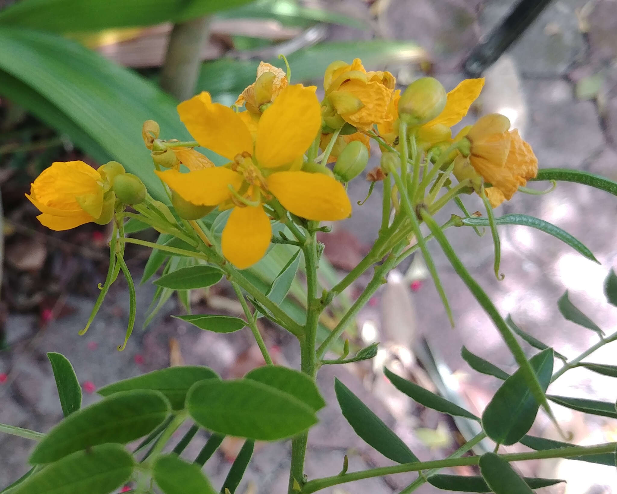 Image of privet senna