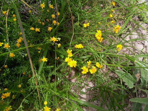 Image de Picradeniopsis schaffneri (S. Watson) B. G. Baldwin