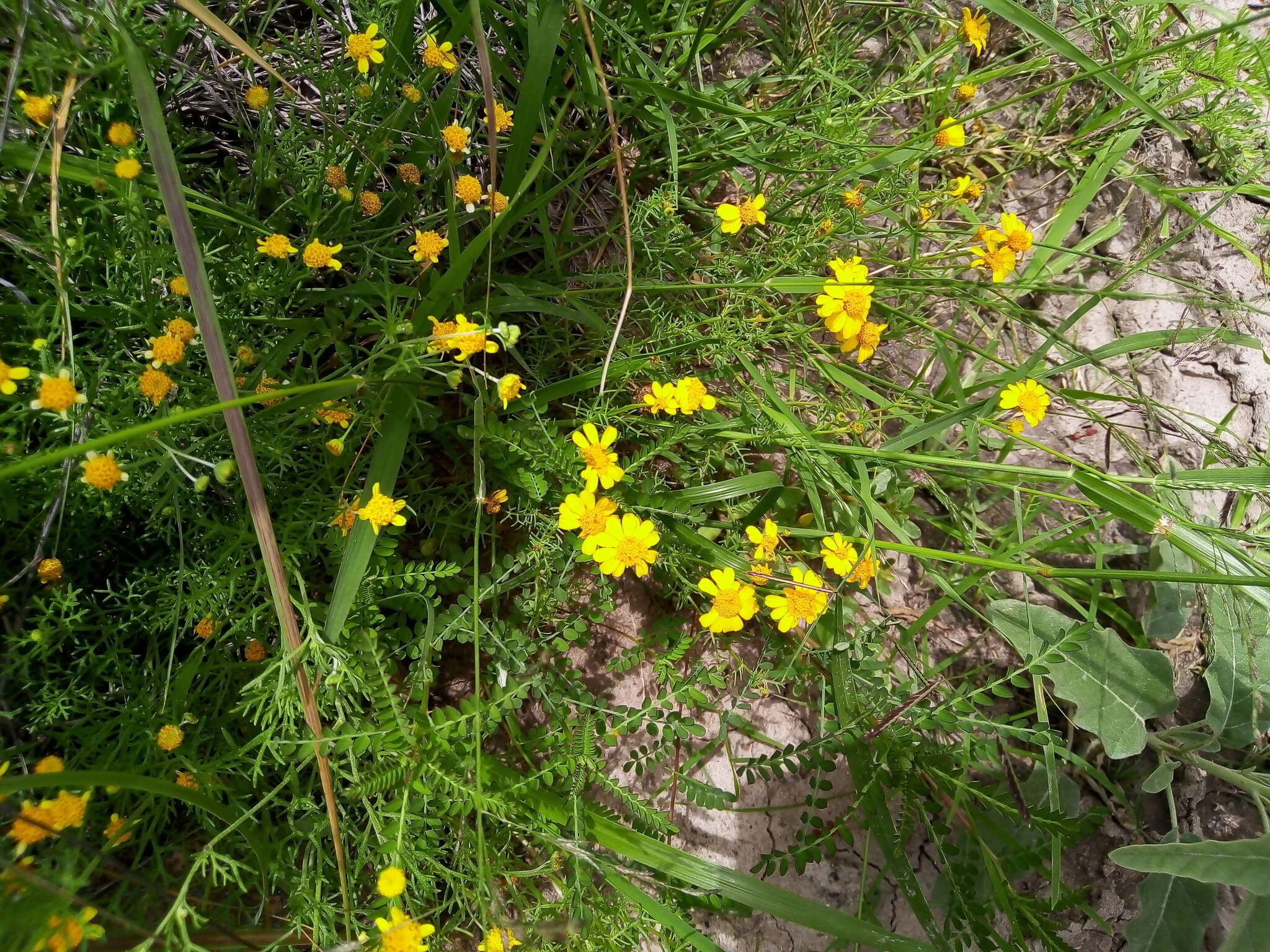 Plancia ëd Picradeniopsis schaffneri (S. Watson) B. G. Baldwin