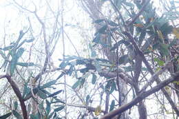 Image of <i>Opuntia karwinskiana</i>