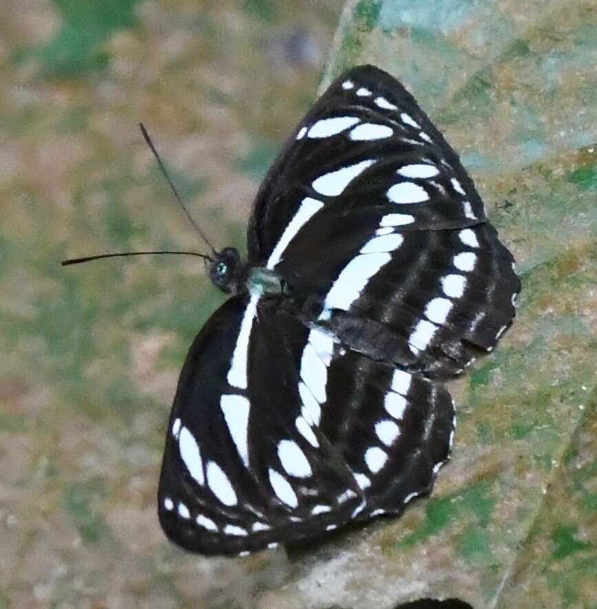 Image of Neptis leucoporus cresina