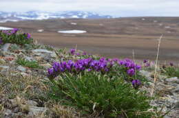 Image de Oxytropis middendorffii Trautv.