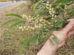 Sivun Acacia glaucocarpa Maiden & Blakely kuva