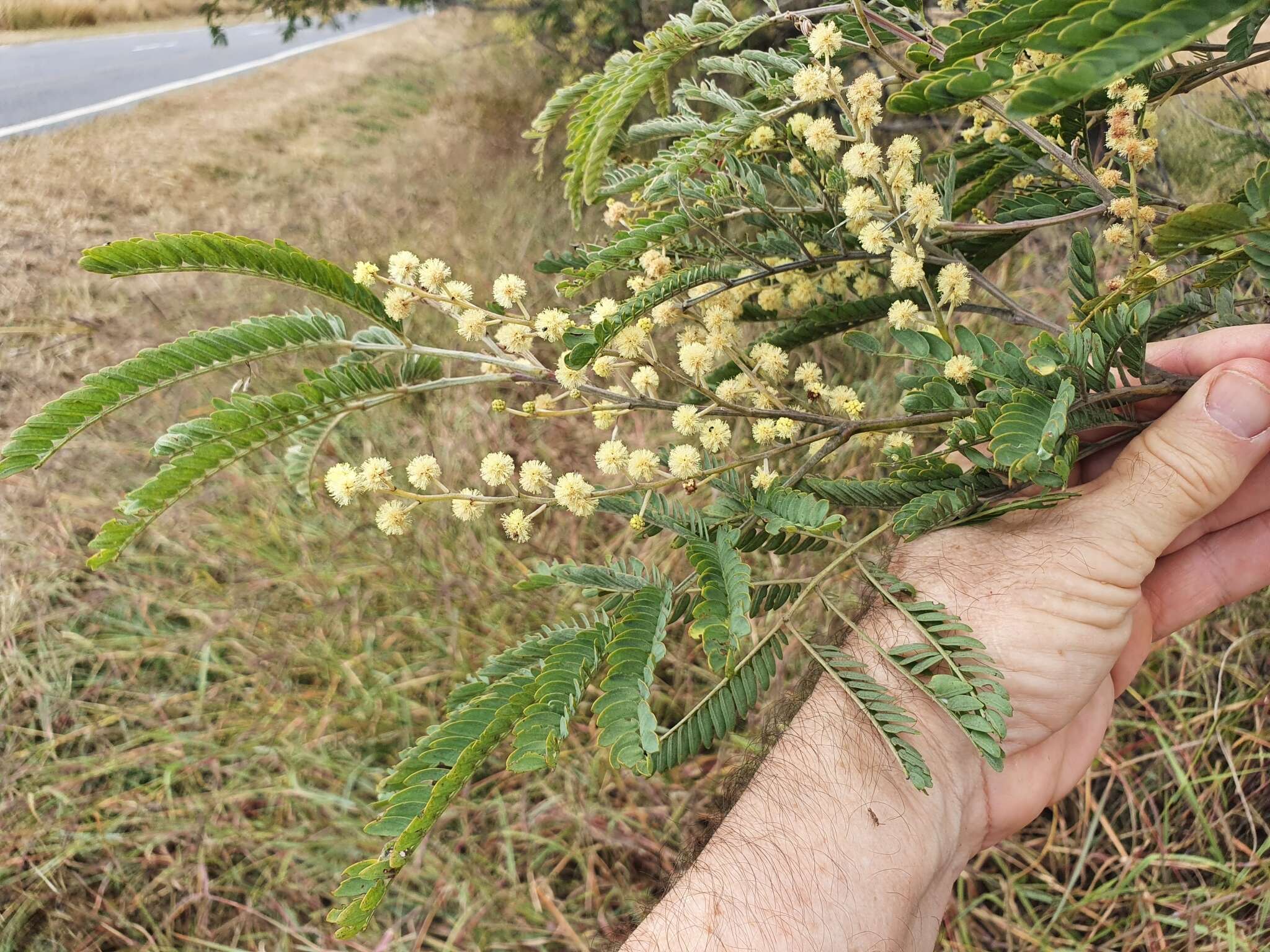 Sivun Acacia glaucocarpa Maiden & Blakely kuva