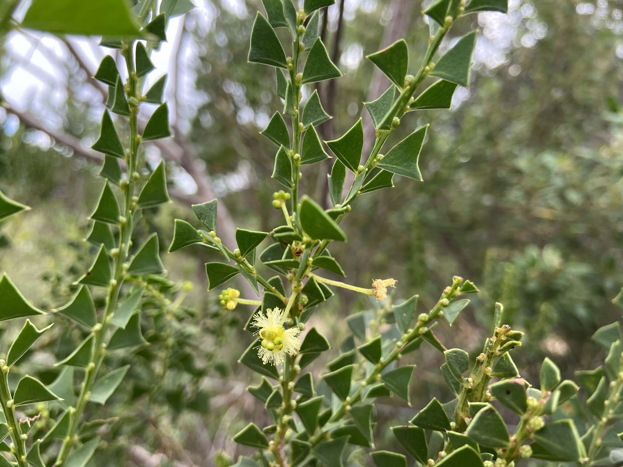 Acacia littorea Maslin的圖片