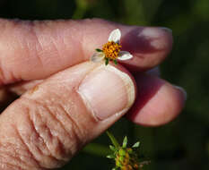 صورة Bidens bigelovii A. Gray