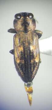 Image of Chrysobothris rossi Van Dyke 1942