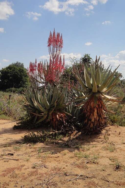 Aloe littoralis Baker resmi