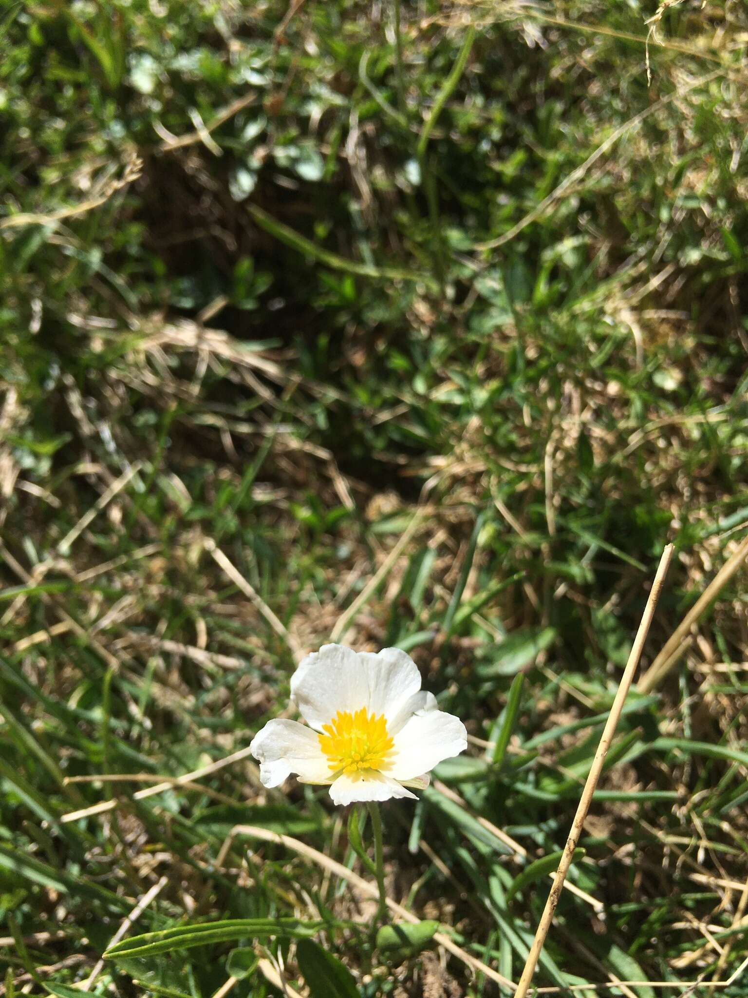 Image of Ranunculus pyrenaeus L.