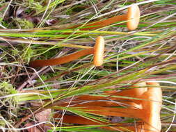 Image of Laccaria longipes G. M. Muell. 1991