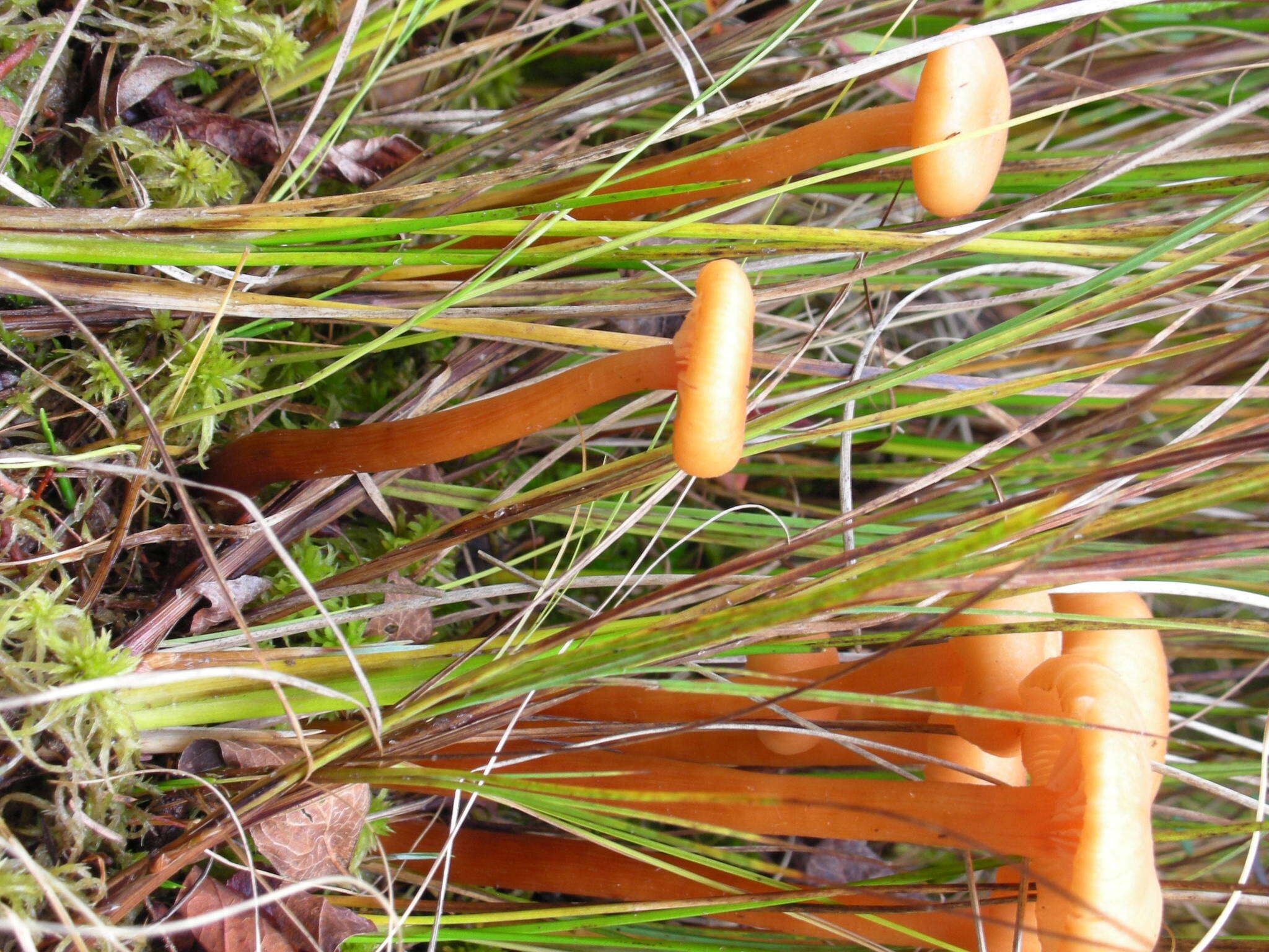 Image of Laccaria longipes G. M. Muell. 1991