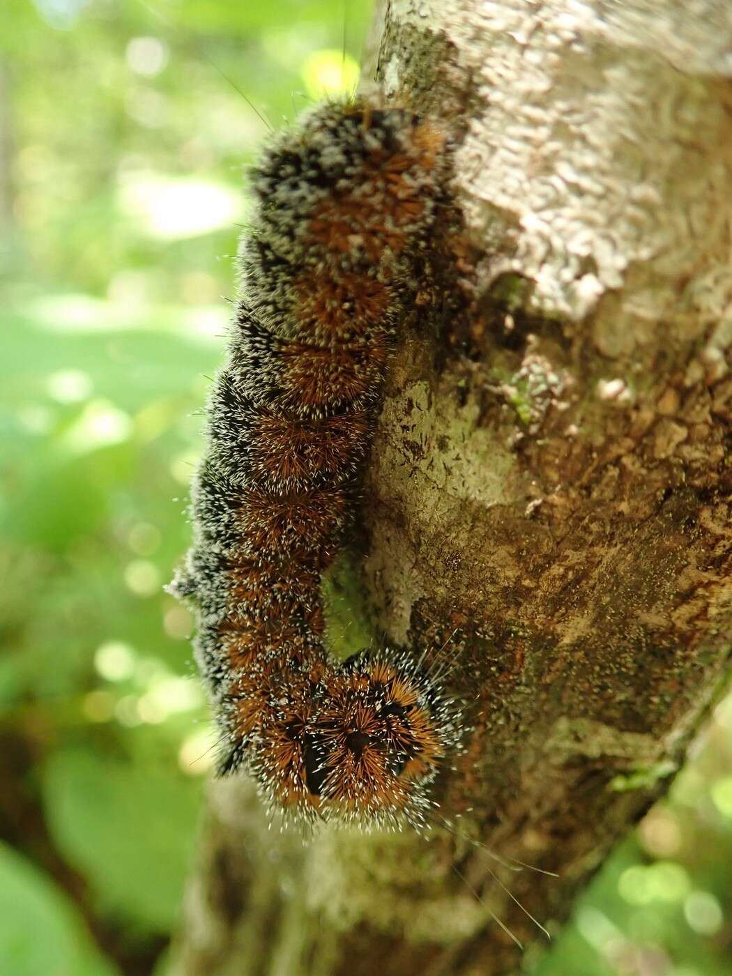 Acronicta hastulifera Smith & Abbot 1797的圖片