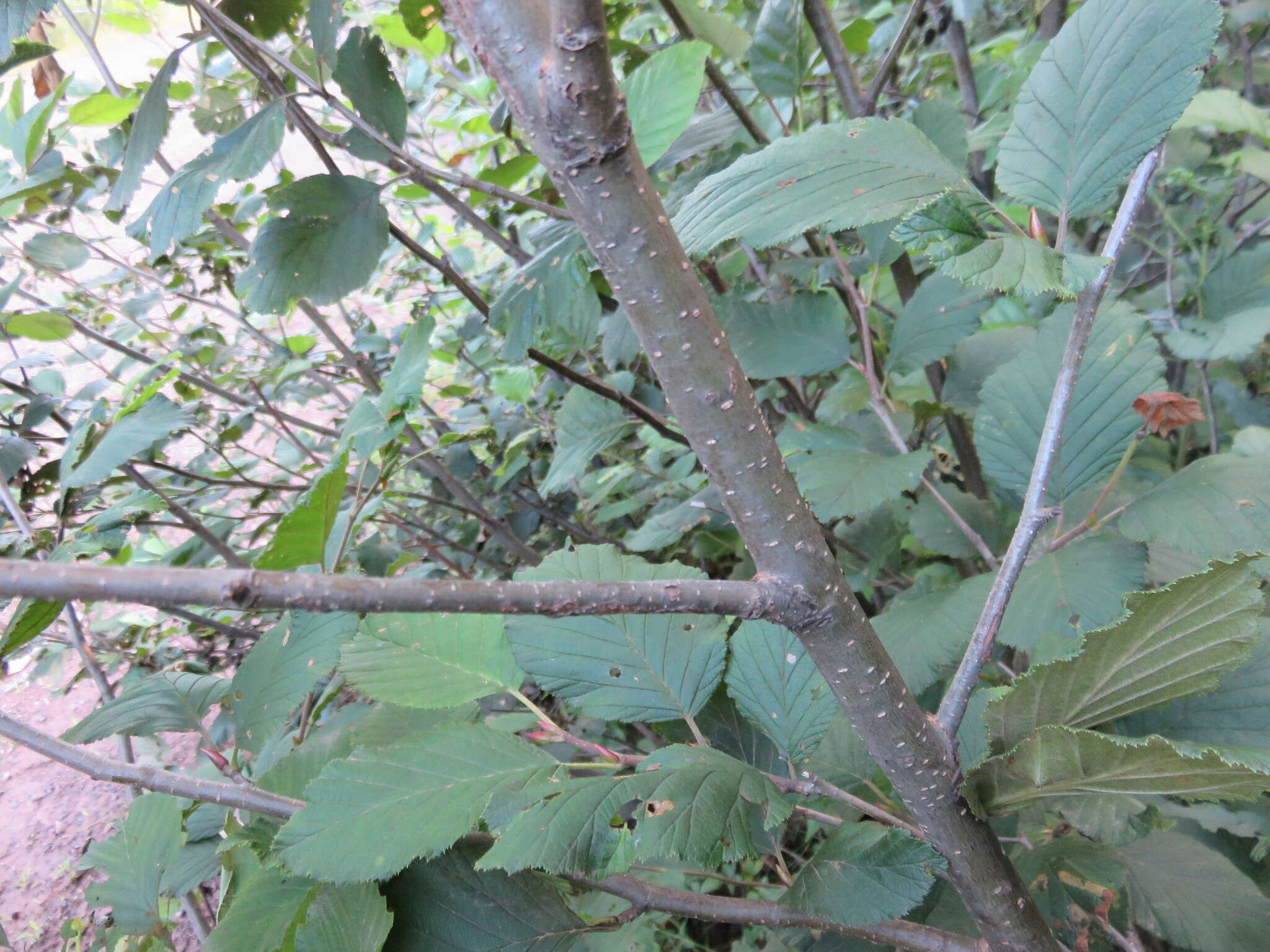 Imagem de Alnus alnobetula subsp. crispa (Aiton) Raus