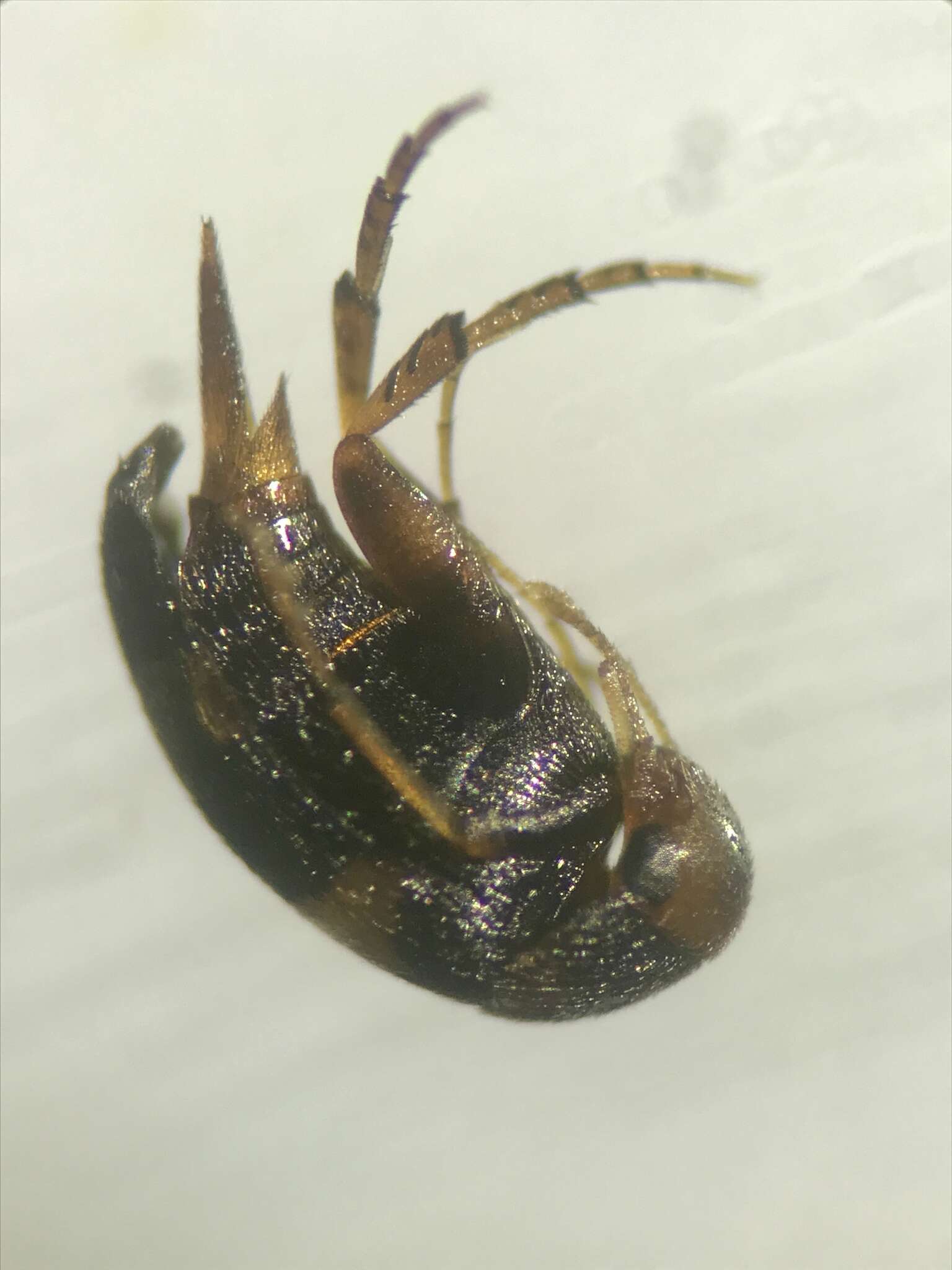 Image of Mordellistena trifasciata (Say 1826)