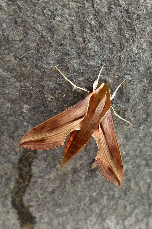 Image of Vine hawk moth