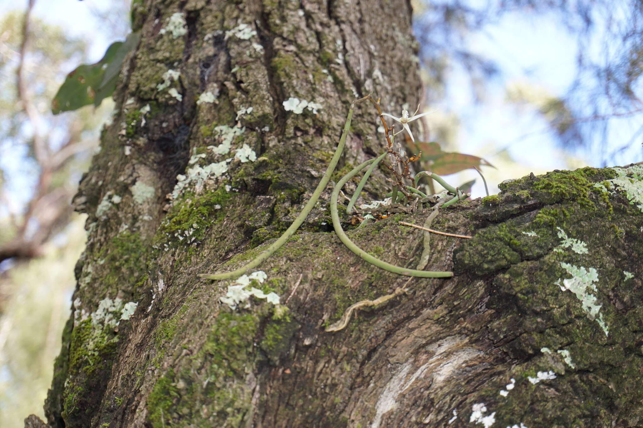 Dendrobium teretifolium R. Br. resmi