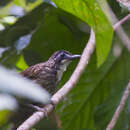 Image of Large Wren-Babbler