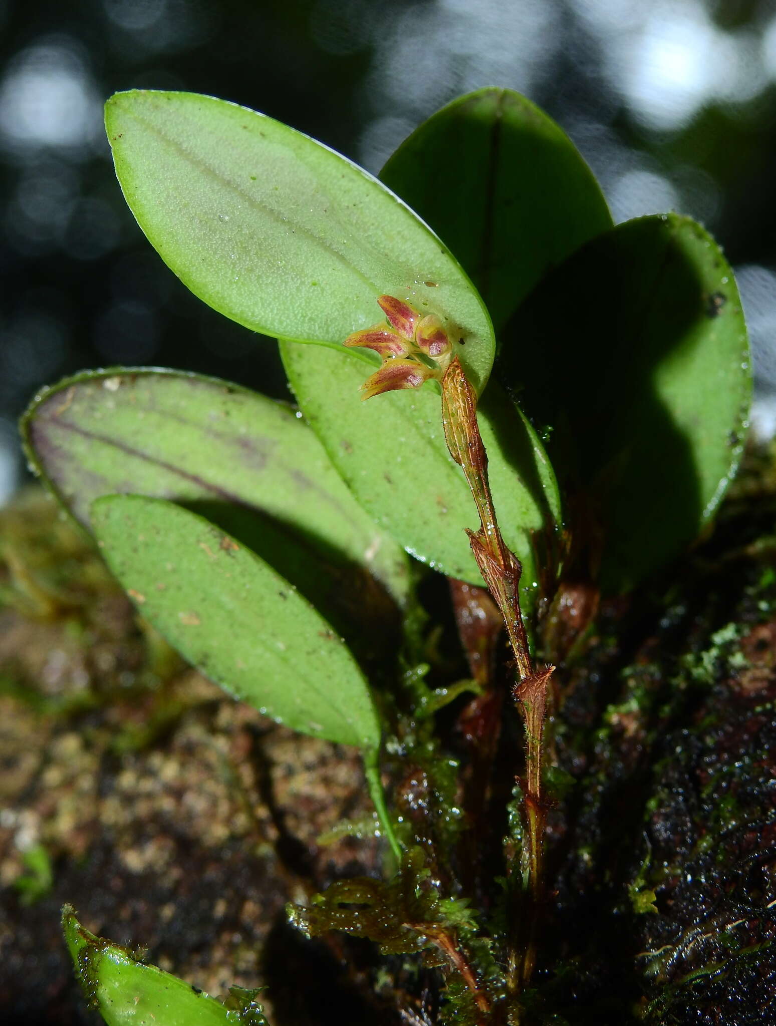 Image of Trichosalpinx orbicularis (Lindl.) Luer