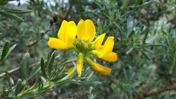 Image of Adenocarpus hispanicus subsp. argyrophyllus (Rivas Goday) Rivas Goday