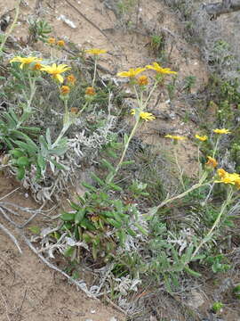 Plancia ëd Senecio arniciflorus DC.