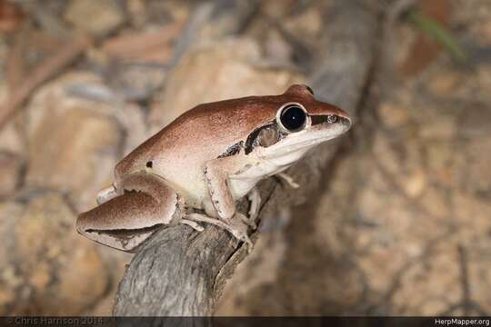 Imagem de Litoria nigrofrenata (Günther 1867)