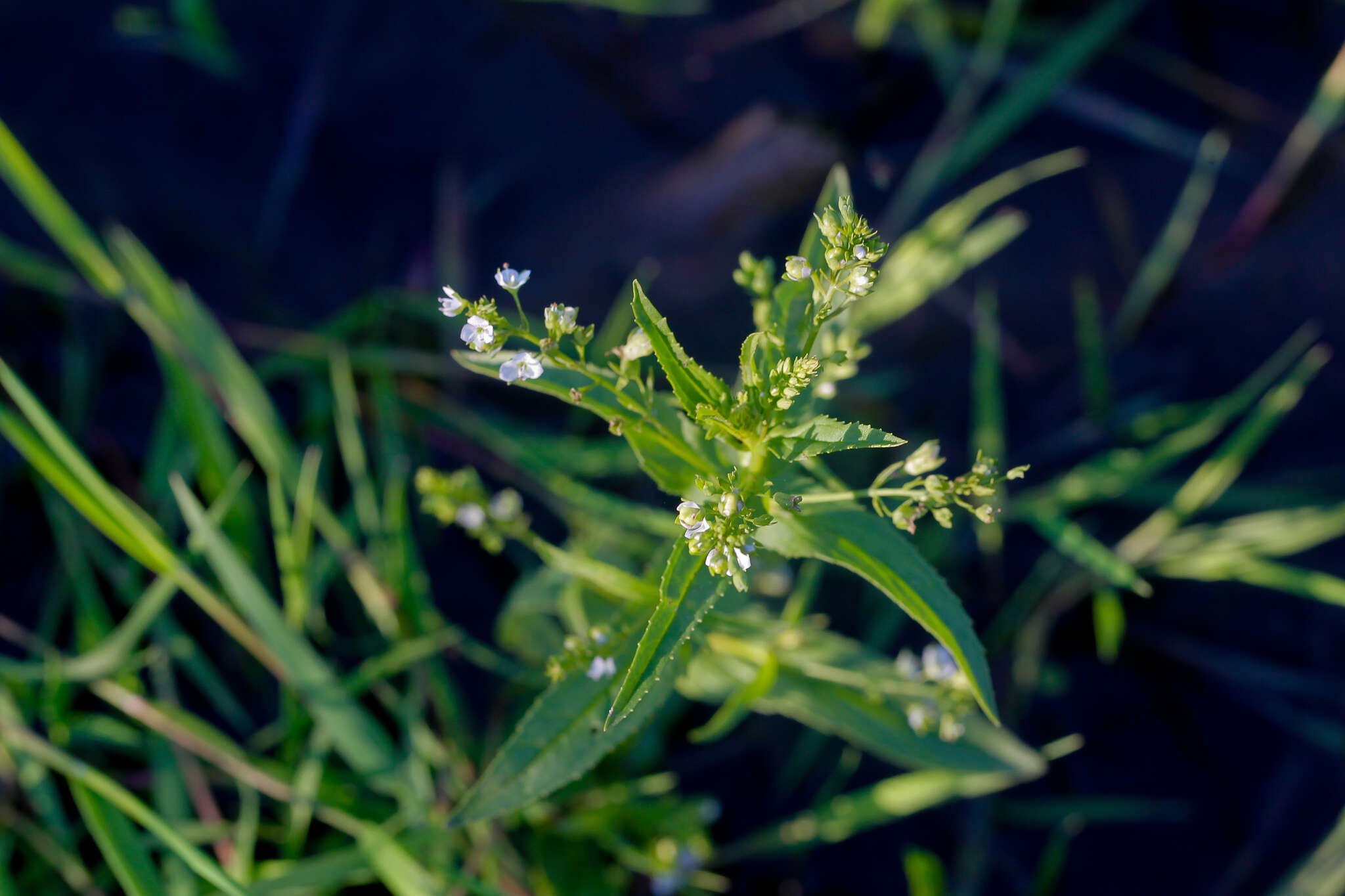 Image of Veronica anagalloides Guss.