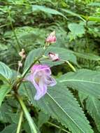 Image of Impatiens devolii T. C. Huang