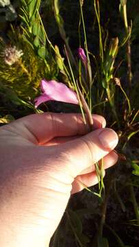 Image of Gladiolus ornatus Klatt