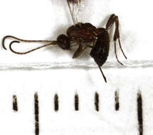 Image of Parasitoid wasp