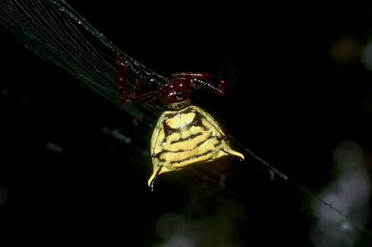 Image of Micrathena hamifera Simon 1897