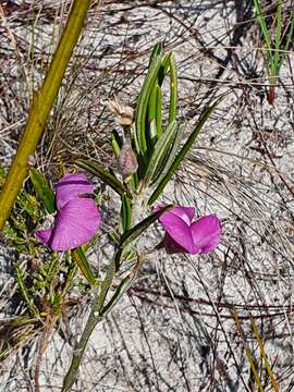 Imagem de <i>Podalyria oleifolia</i>