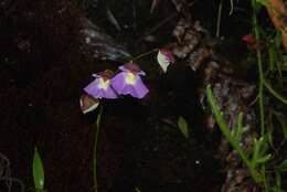 Image of Utricularia unifolia Ruiz & Pav.