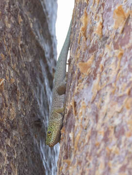 صورة Phelsuma standingi Methuen & Hewitt 1913